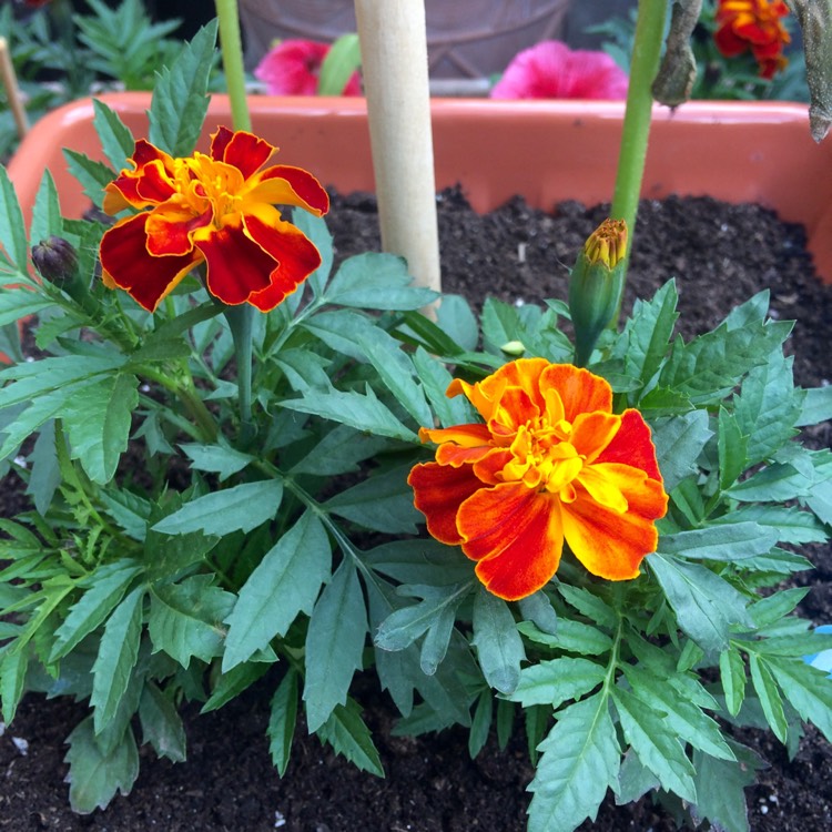 plant image 400627