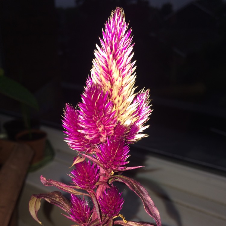 Plant image Celosia spicata 'Intenz'