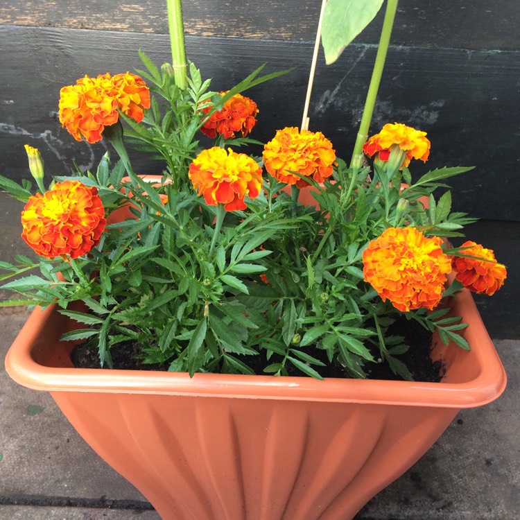 plant image 444349