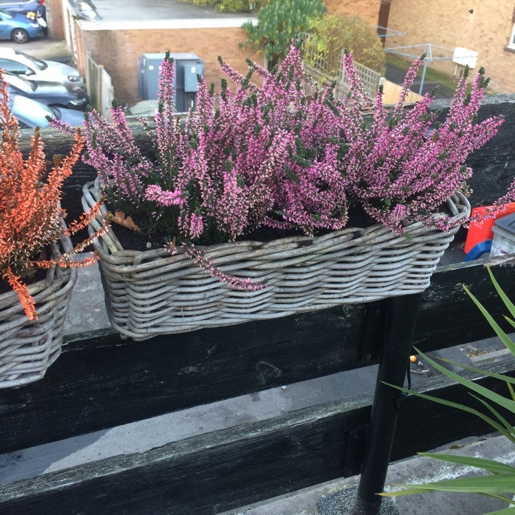 Plant image Erica carnea