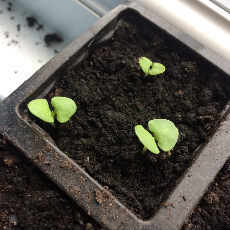 plant image 643656