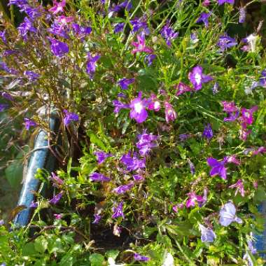 Lobelia 'Blue with Eye Palace'