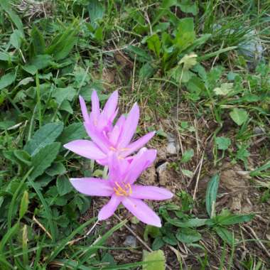 Crocus speciosus subsp. speciosus