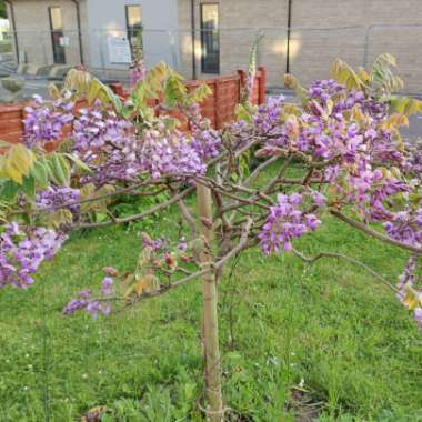 Stuart's garden