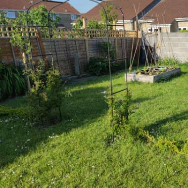Stuart's garden