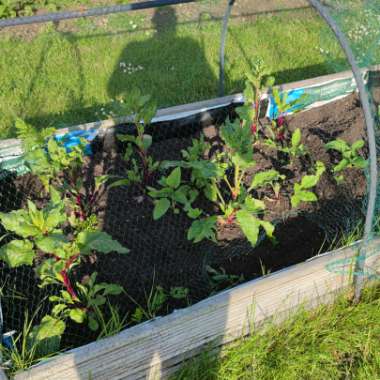 Stuart's garden