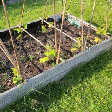 Stuart's garden