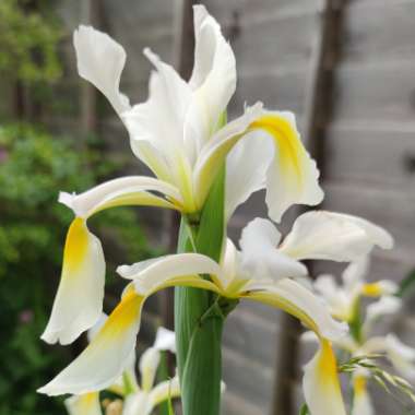 Stuart's garden
