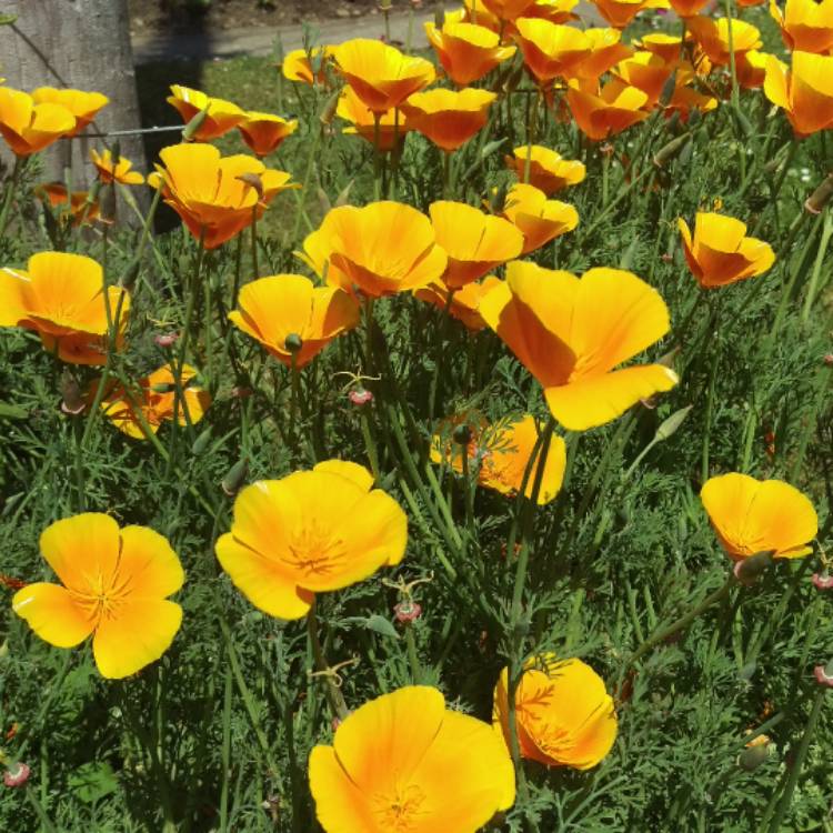 Plant image Eschscholzia californica 'XL Yellow'
