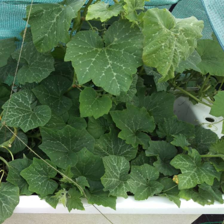 plant image 502334