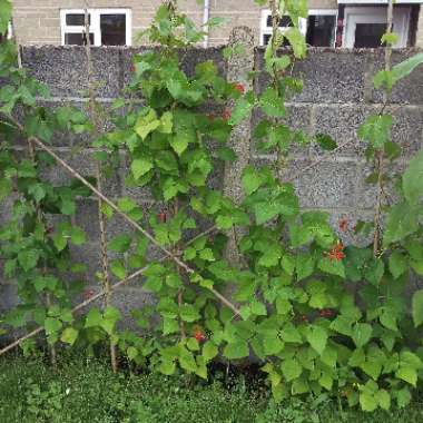 Runner Bean