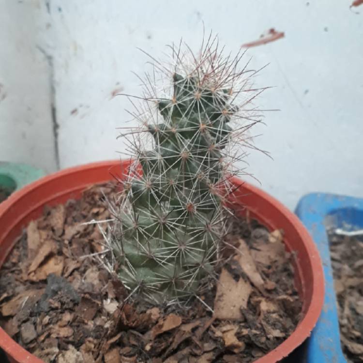 plant image 1129527