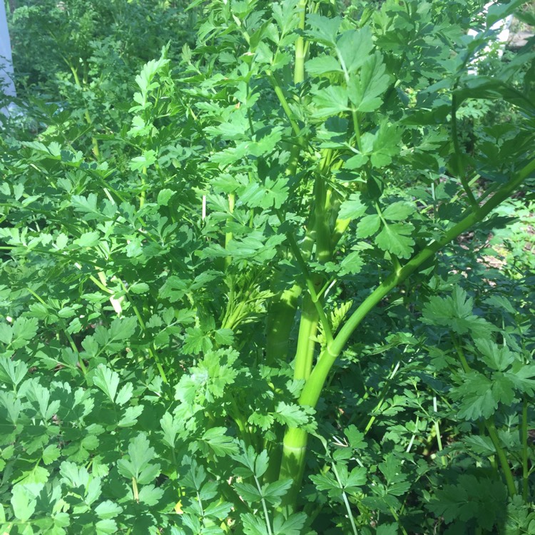 Plant image Angelica archangelica; syn Angelica officinalis