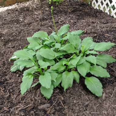 Plantain Lily