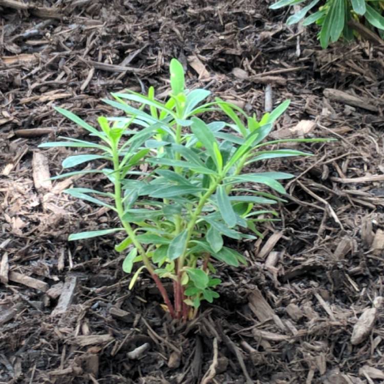 plant image 744415 plant image 744415