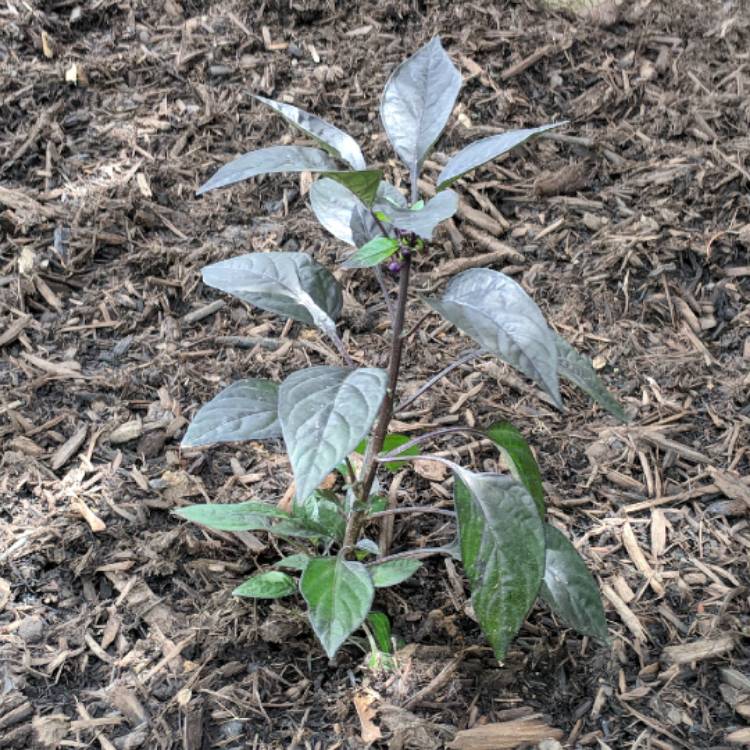 Plant image Capsicum Annuum 'Purple Flash'