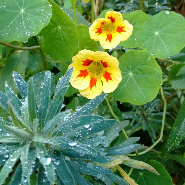 plant image 277312