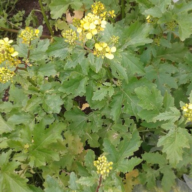 plant image 113842