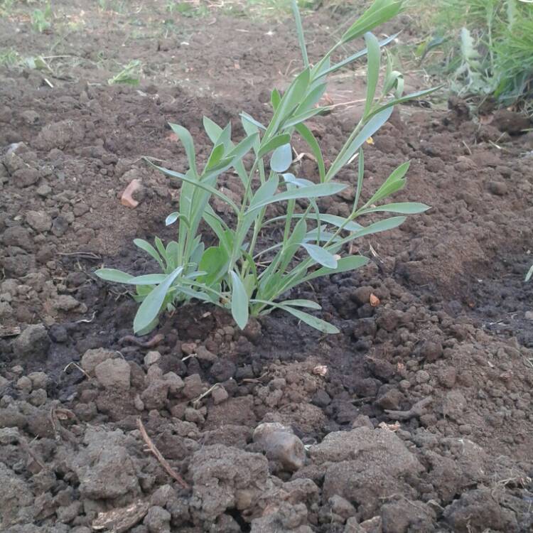 Plant image Silene Vulgarus