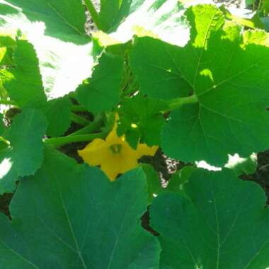 Squash 'Sunburst Patty Pan'