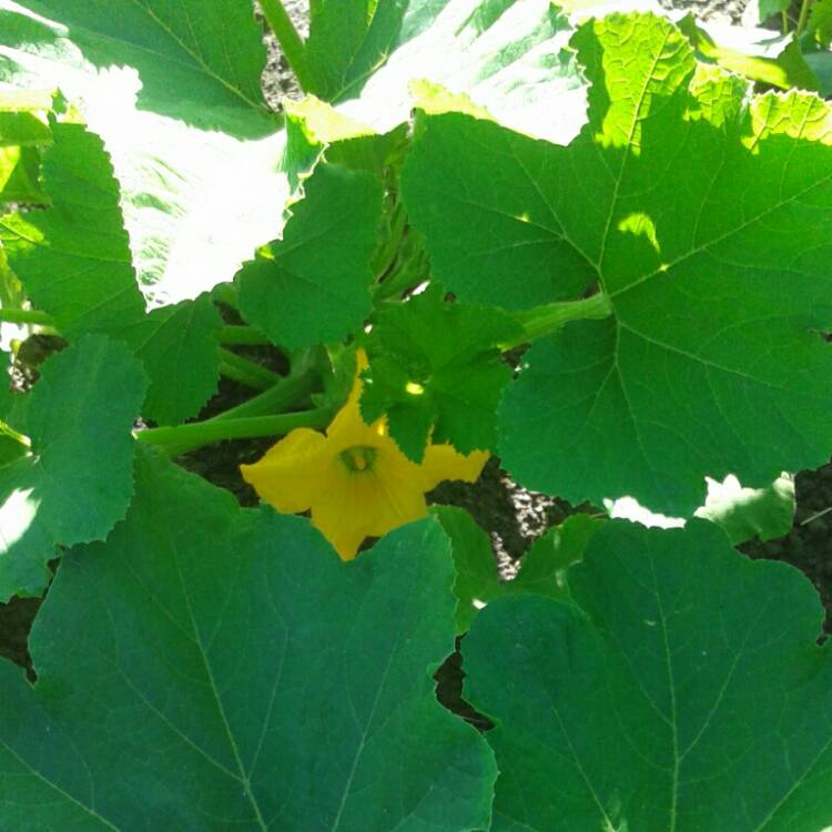 Plant image Cucurbita Pepo 'Sunburst Patty Pan'