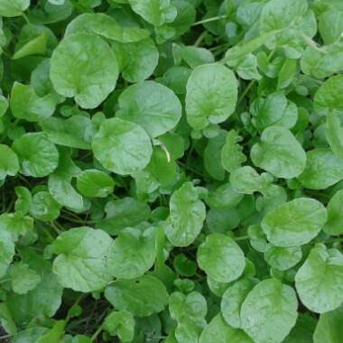 Land Cress