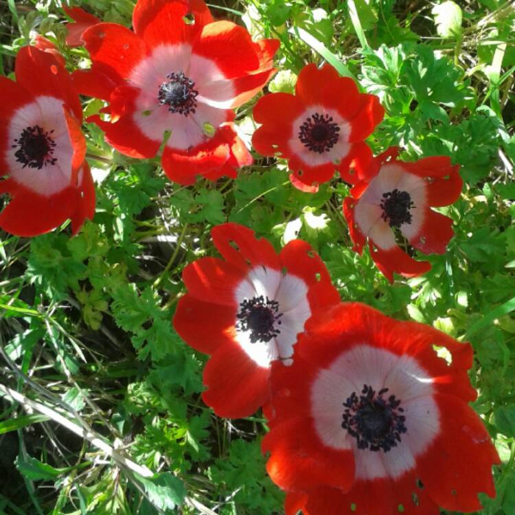 plant image 347651