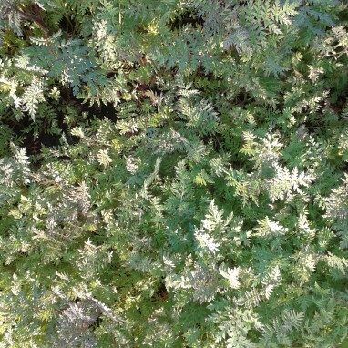 Plant image Various