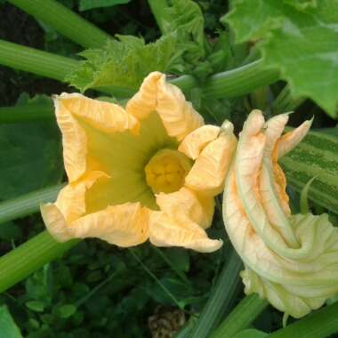 Courgette
