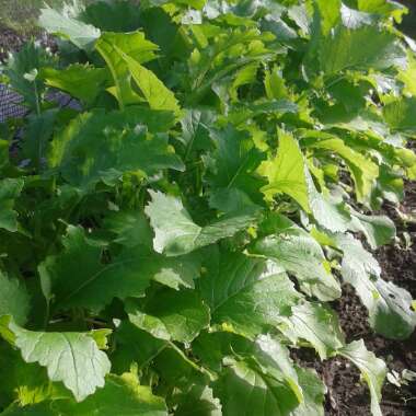 Broccoli Raab