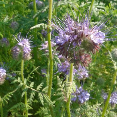 plant image 70123