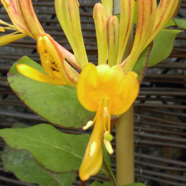 plant image 104789