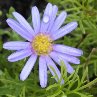 Plant image Brachyscome iberidifolia