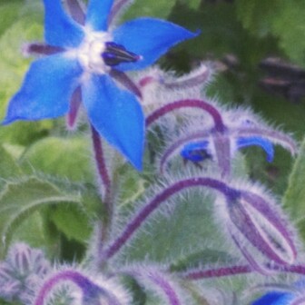 plant image 144102 plant image 144102