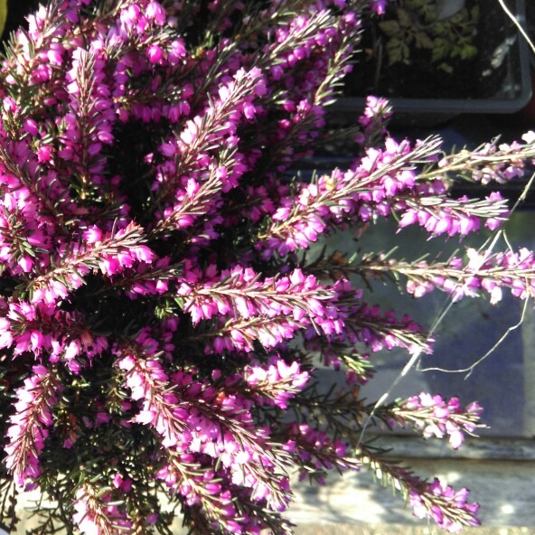 Plant image Erica carnea
