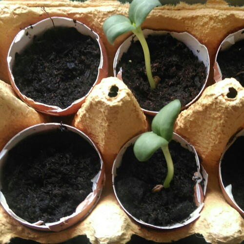 plant image 23170 plant image 23170