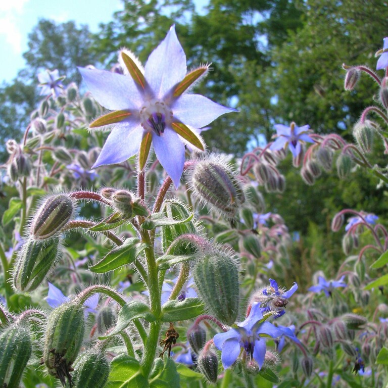 plant image 28458 plant image 28458