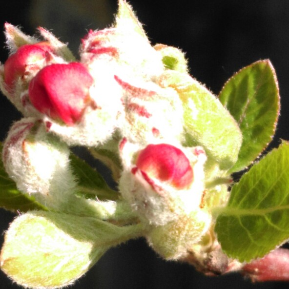plant image 31558