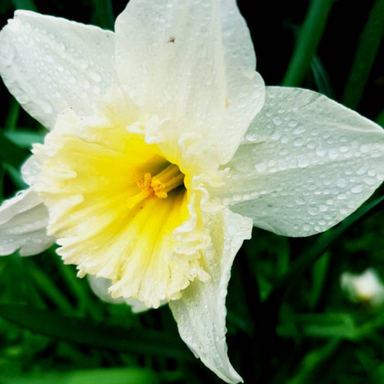 Plant image Narcissus papyraceus 'Galilee' syn. Narcissus 'Galil', Narcissus 'Galille'