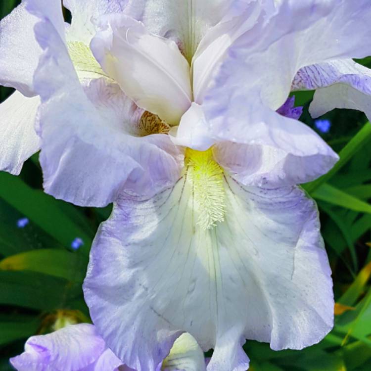 Plant image Iris x germanica 'Love's Tune'