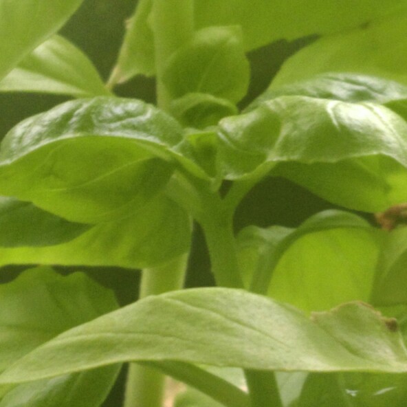 plant image 40796