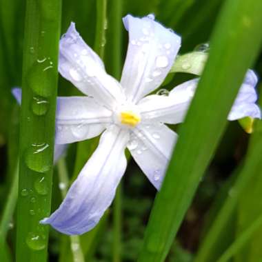 Scilla