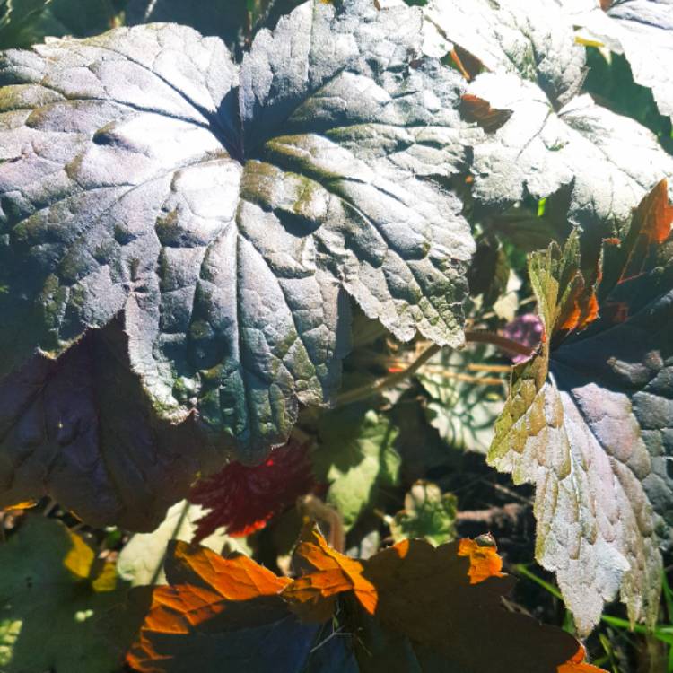 Plant image Heuchera 'Black Beauty'