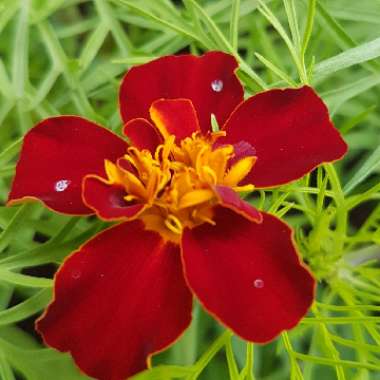 Tagetes patula 'Cinnabar'