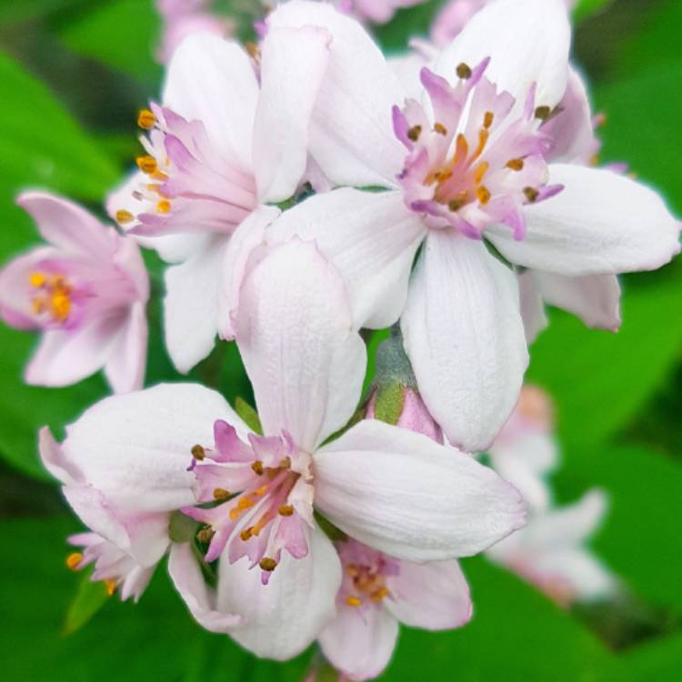 Plant image Deutzia x hybrida 'Mont Rose'