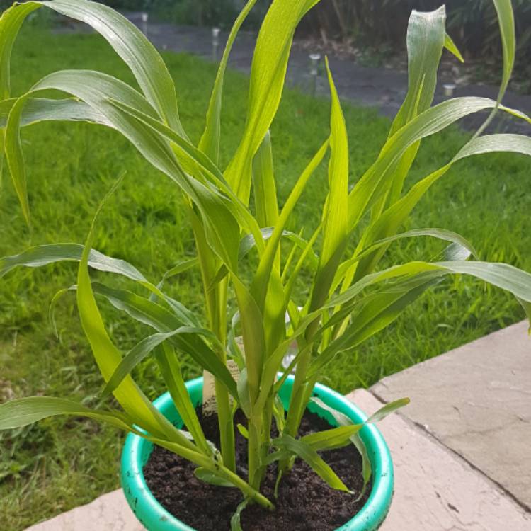 plant image 733141