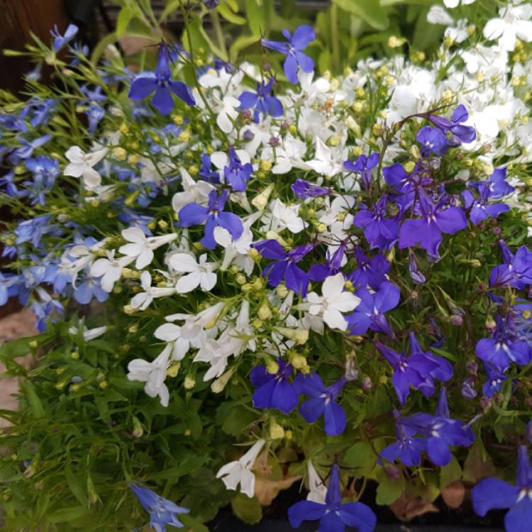 Plant image Lobelia erinus 'Bella Aqua'