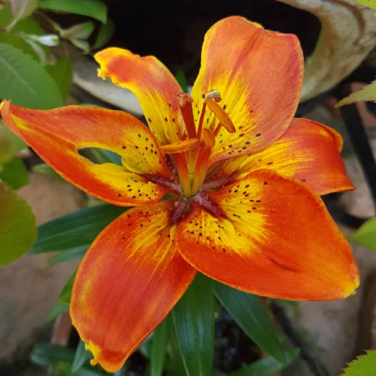 plant image 745538