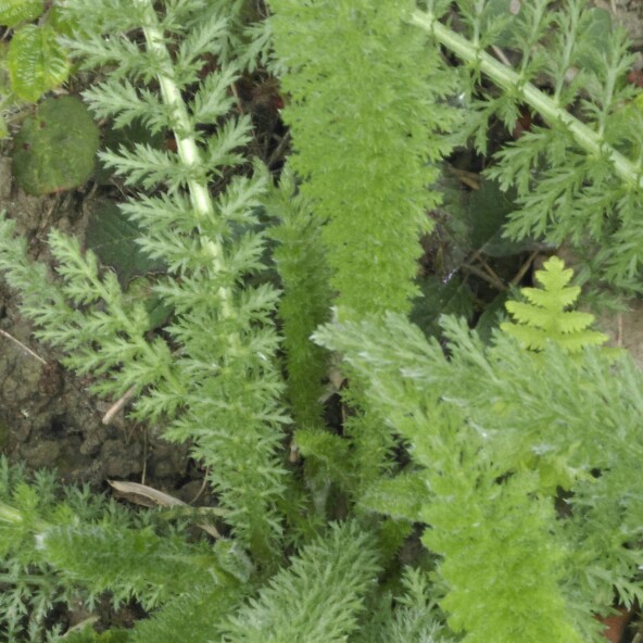 plant image 74624
