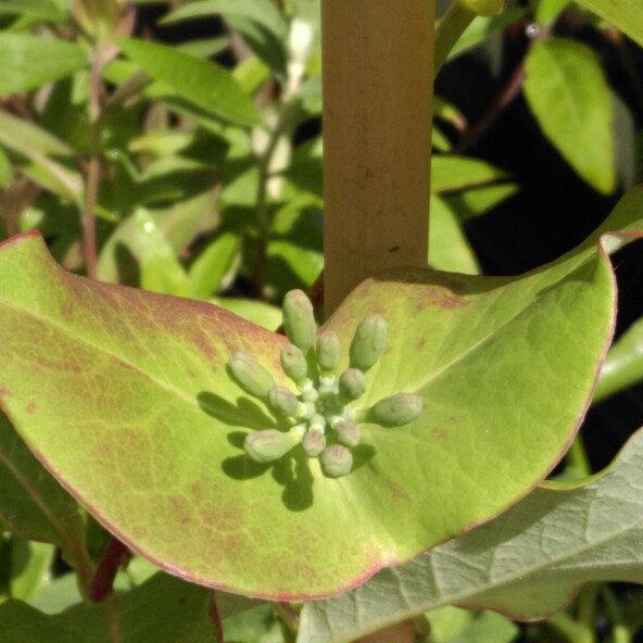 Plant image Lonicera periclymenum 'Belgica'